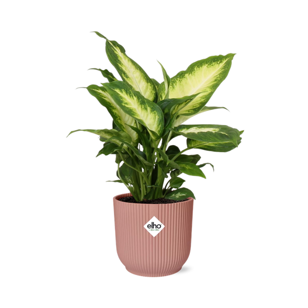 Dieffenbachia ‘Camilla’ in ELHO Vibes Fold 14cm roze