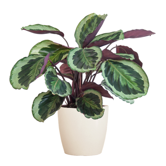 Calathea Medaillon met Viber wit - 65cm - Ø21