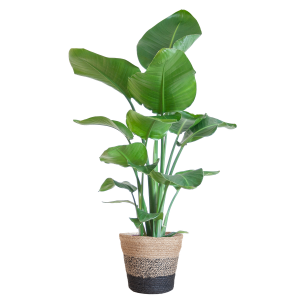 Strelitzia Nicolai met Lissabon mand zwart - 80cm - Ø19