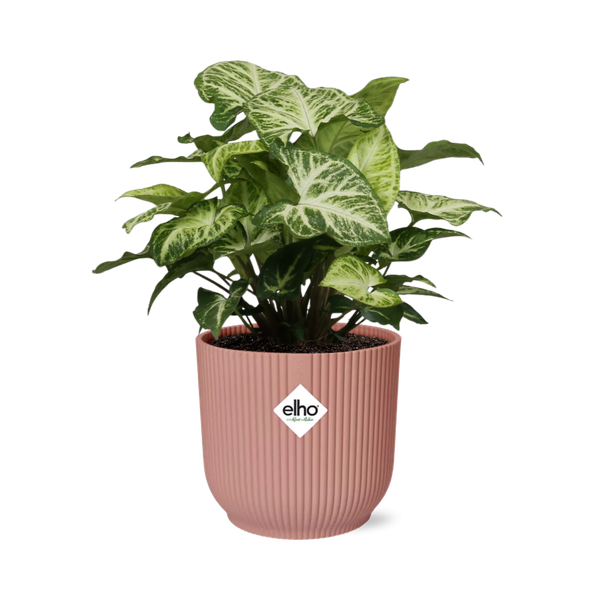 Syngonium Arrow in ELHO Vibes Fold 14cm roze