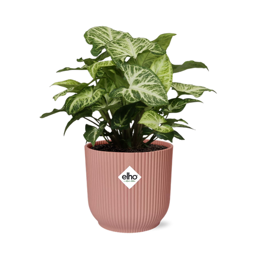 Syngonium Arrow in ELHO Vibes Fold 14cm roze