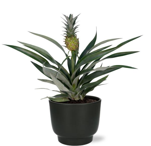 Bromelia Ananas - Ø12cm - ↕30cm + Potenza Pot D13x11cm - Zwart