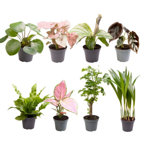 Baby Plantjes Verrassingsbox - Ø6cm - ↕12cm - x8