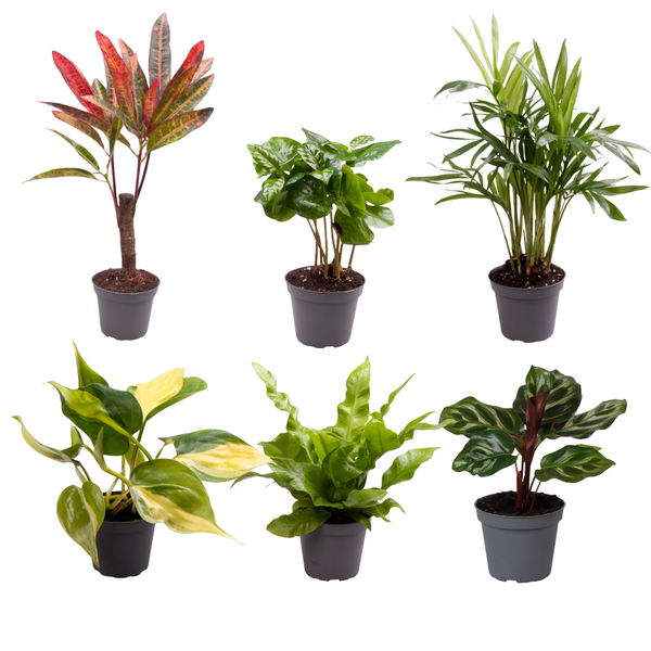 Baby Plantjes Verrassingsbox - Ø6cm - ↕12cm - x6