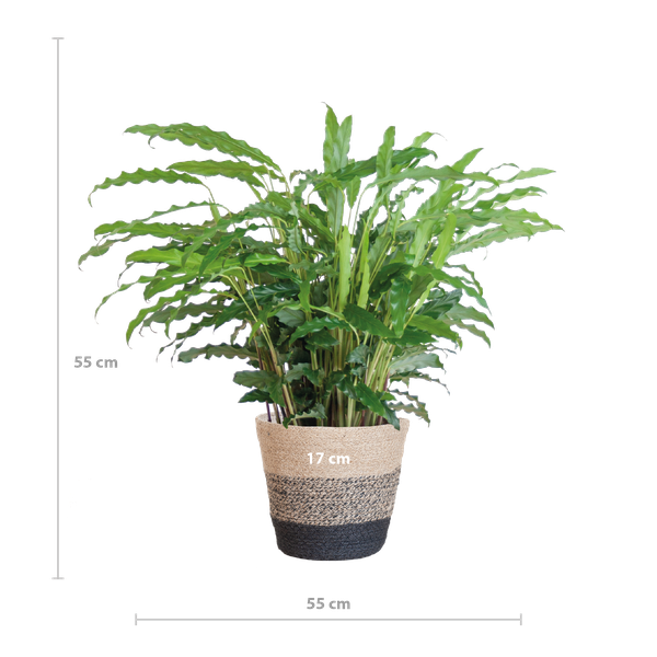 Calathea Rufibarba met Mand Lissabon zwart - 55cm - Ø17