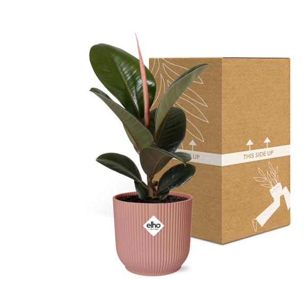 Ficus Elastica ‘Robusta’ in ELHO Vibes Fold 14cm roze