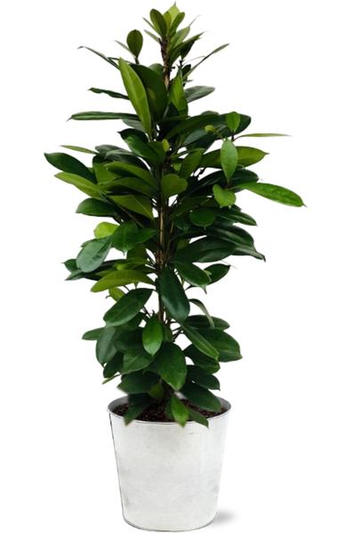 Ficus Cyathistipula - Ø21cm - ↕105cm + Pot D22,5x21cm - Zink