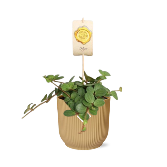 Peperomia ‘Hope’ in ELHO Vibes Fold 14cm geel