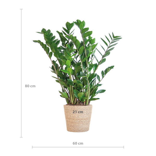 Zamioculcas Zamiifolia met Sofia mand naturel  - 80cm - Ø21