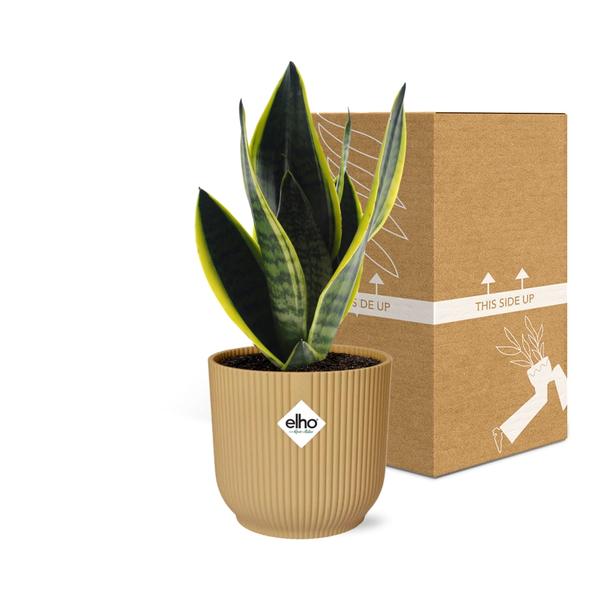 Sansevieria Futura Superba in ELHO Vibes Fold 14cm geel