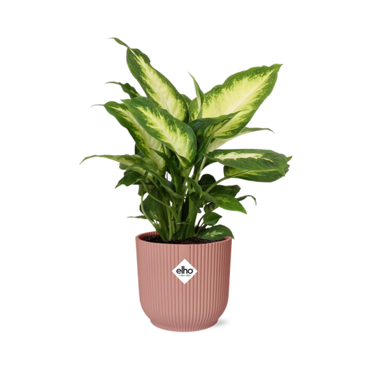 Dieffenbachia ‘Camilla’ in ELHO Vibes Fold 14cm roze