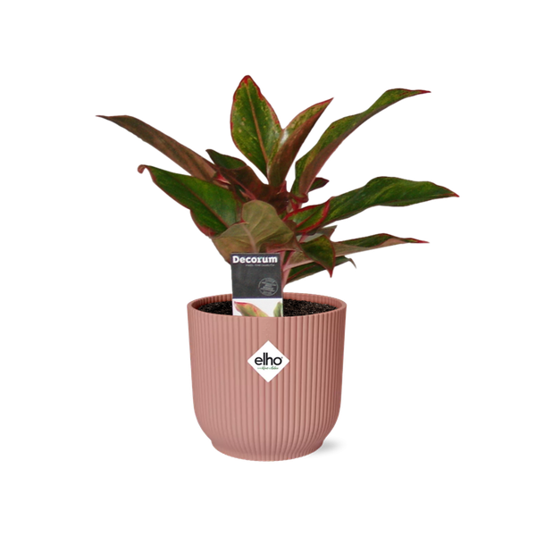 Aglaonema Crete in ELHO Vibes Fold 14cm roze