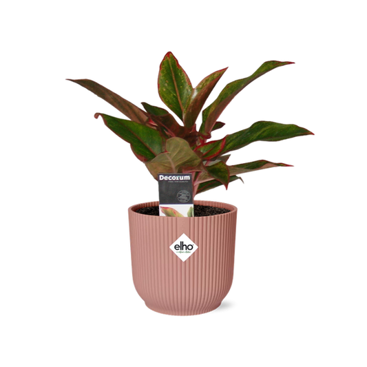 Aglaonema Crete in ELHO Vibes Fold 14cm roze