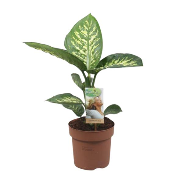 Dieffenbachia Tropic Snow - Ø17cm - ↕60cm