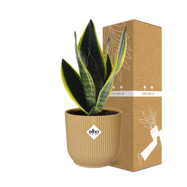 Sansevieria Futura Superba in ELHO Vibes Fold 14cm geel