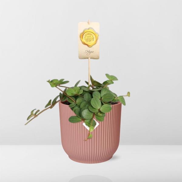 Peperomia ‘Hope’ in ELHO Vibes Fold 14cm roze