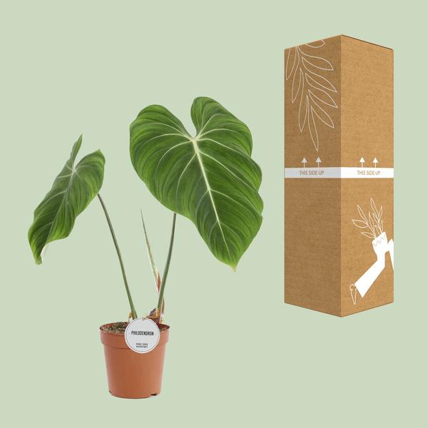 Philodendron Gloriosum - Ø15cm - ↕45cm