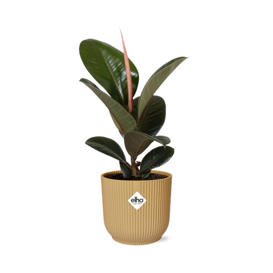 Ficus Elastica ‘Robusta’ in ELHO Vibes Fold 14cm geel