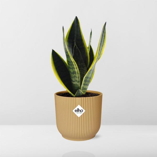 Sansevieria Futura Superba in ELHO Vibes Fold 14cm geel