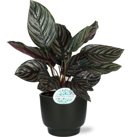 Calathea Ornata - Ø14cm - ↕50cm + Potenza Pot D15x13cm - Zwart