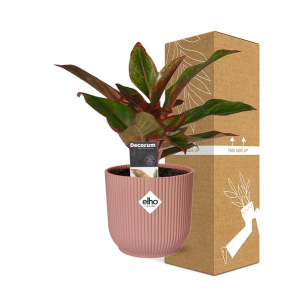 Aglaonema Crete in ELHO Vibes Fold 14cm roze