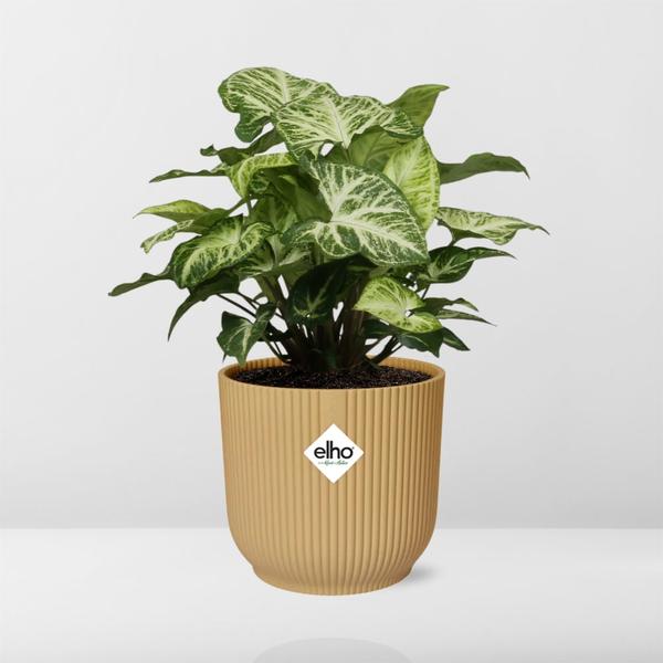 Syngonium Arrow in ELHO Vibes Fold 14cm geel