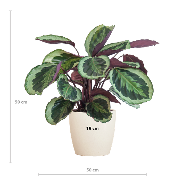 Calathea Medaillon met Viber wit - 65cm - Ø21