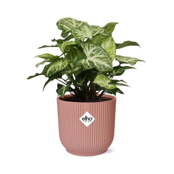 Syngonium Arrow in ELHO Vibes Fold 14cm roze