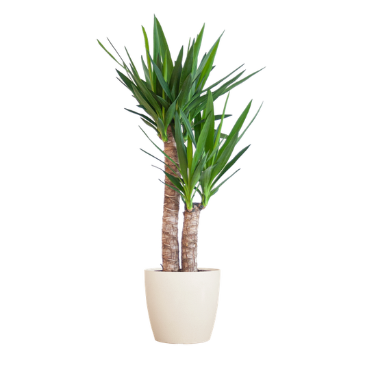 Yucca Elephantipes met Viber wit - 90cm - Ø21