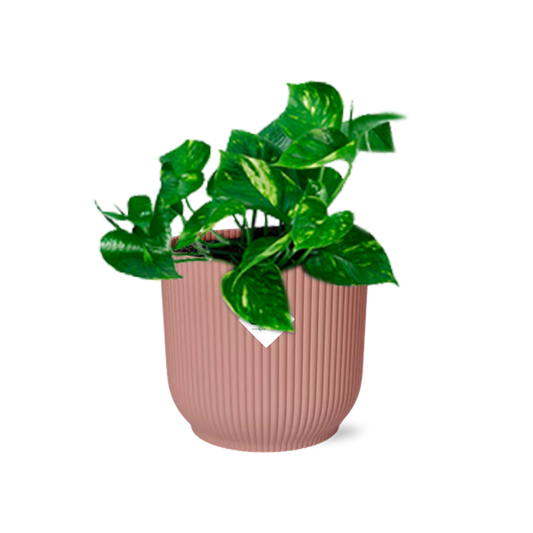 Epipremnum Pinnatum ‘Aureum’ in ELHO Vibes Fold 14cm roze