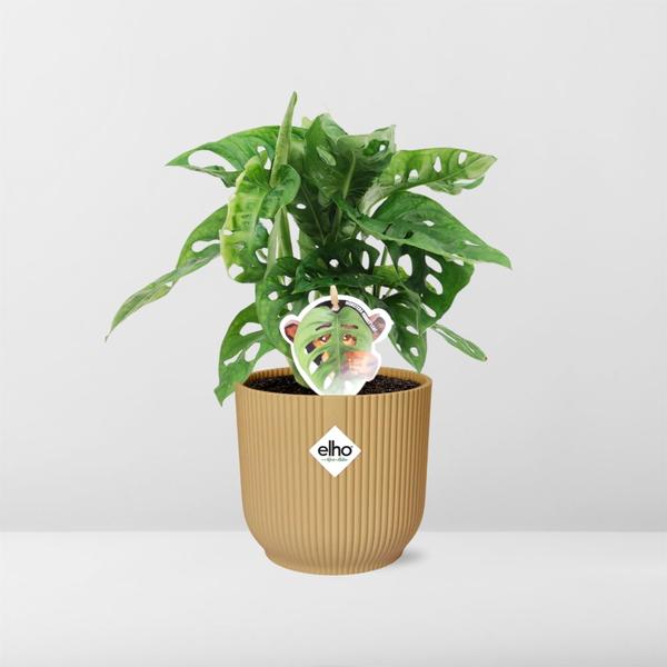 Monstera ‘Monkey Leaf’ in ELHO Vibes Fold 14cm geel