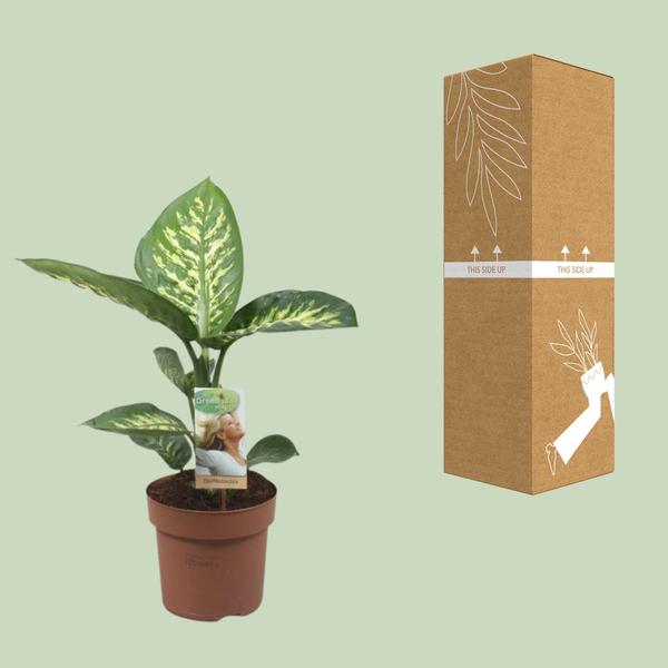 Dieffenbachia Tropic Snow - Ø17cm - ↕60cm