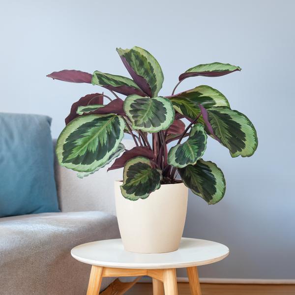 Calathea Medaillon met Viber wit - 65cm - Ø21