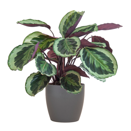 Calathea Medaillon met Viber grijs - 65cm - Ø21