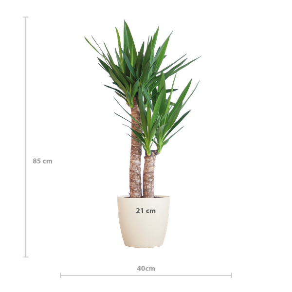 Yucca Elephantipes met Viber wit - 90cm - Ø21