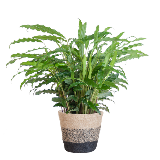 Calathea Rufibarba met Mand Lissabon zwart - 55cm - Ø17