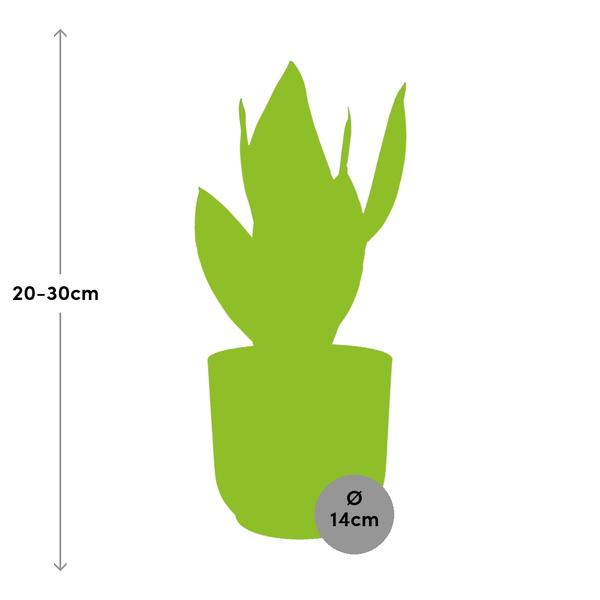 Sansevieria Futura Superba in ELHO Vibes Fold 14cm geel