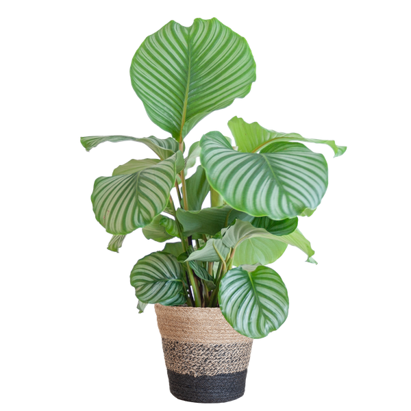 Calathea Orbifolia met Lissabon mand zwart - 65cm - Ø21