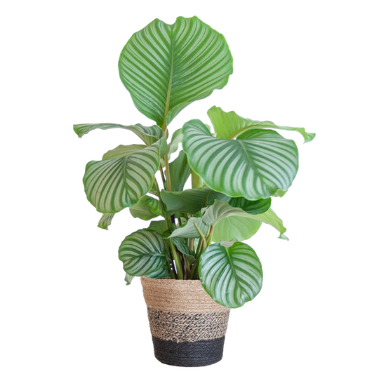 Calathea Orbifolia met Lissabon mand zwart - 65cm - Ø21