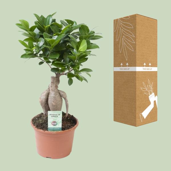 Ficus Ginseng - Ø15cm - ↕35cm