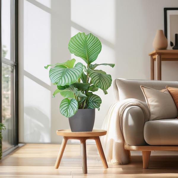 Calathea Orbifolia met Viber grijs - 65cm - Ø21