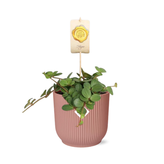 Peperomia ‘Hope’ in ELHO Vibes Fold 14cm roze