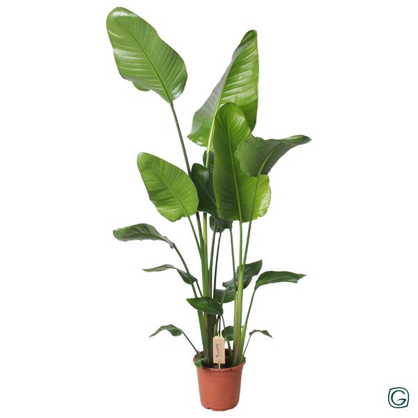 Strelitzia Nicolai 130cm - Ø21cm - ↕130cm