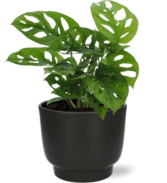 Monstera Monkey Leaf - Ø12cm - ↕30cm + Potenza Pot D13x11cm - Zwart