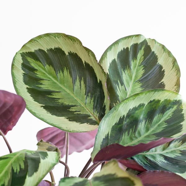 Calathea Medaillon met Sofia mand naturel - 65cm - Ø21