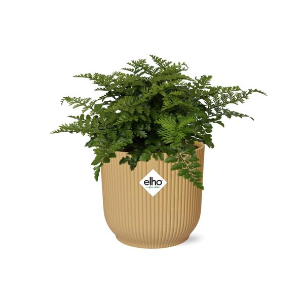 Asplenium Parvati in ELHO Vibes Fold 14cm geel