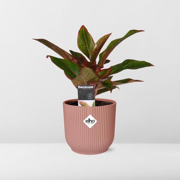 Aglaonema Crete in ELHO Vibes Fold 14cm roze