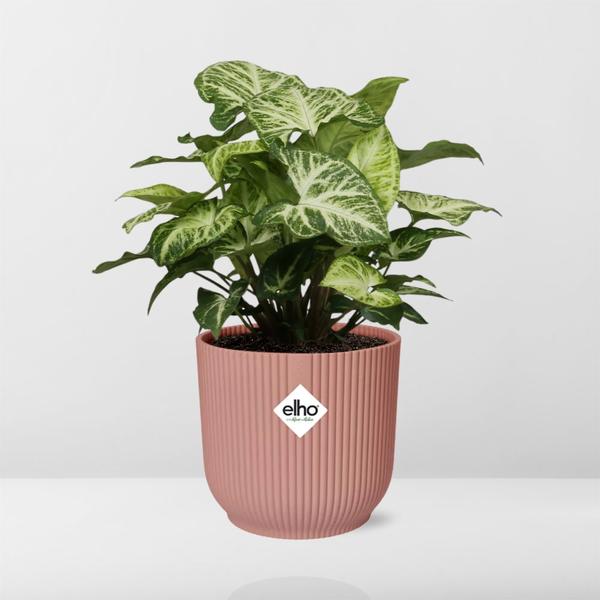 Syngonium Arrow in ELHO Vibes Fold 14cm roze