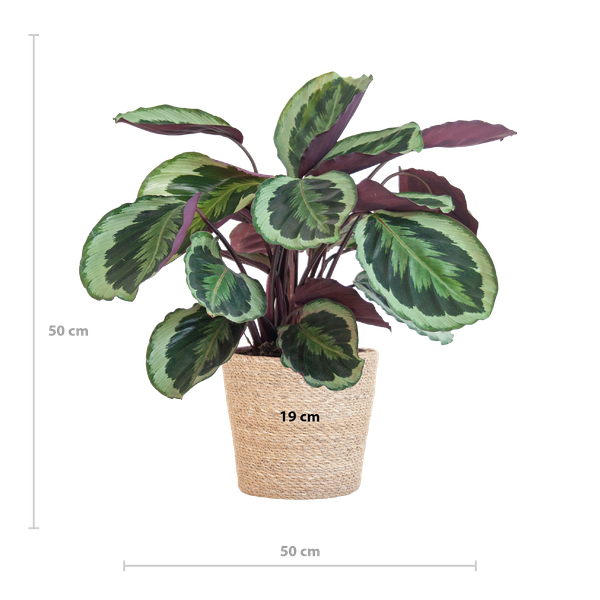 Calathea Medaillon met Sofia mand naturel - 65cm - Ø21