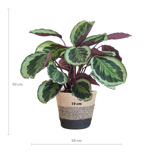 Calathea Medaillon met Lissabon mand zwart - 65cm - Ø21